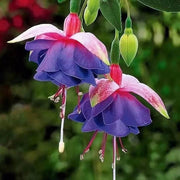 Purple Fuchsia Hybrid Seeds - Flower Plant