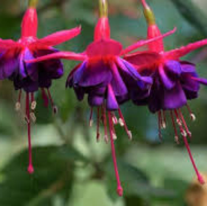 Purple Fuchsia Magellanica Seeds - Flower Plant