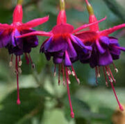 Purple Fuchsia Magellanica Seeds - Flower Plant