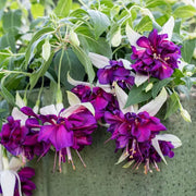 Purple Fuchsia Seeds -Flower Plant