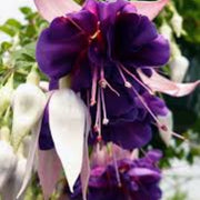 Purple Fuchsia Seeds -Flower Plant