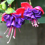 Purple Fuchsia Seeds - Flower Plant