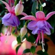 Purple Fuchsia Seeds - Flower Plant