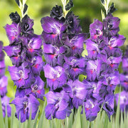 Purple Gladiolus Seeds