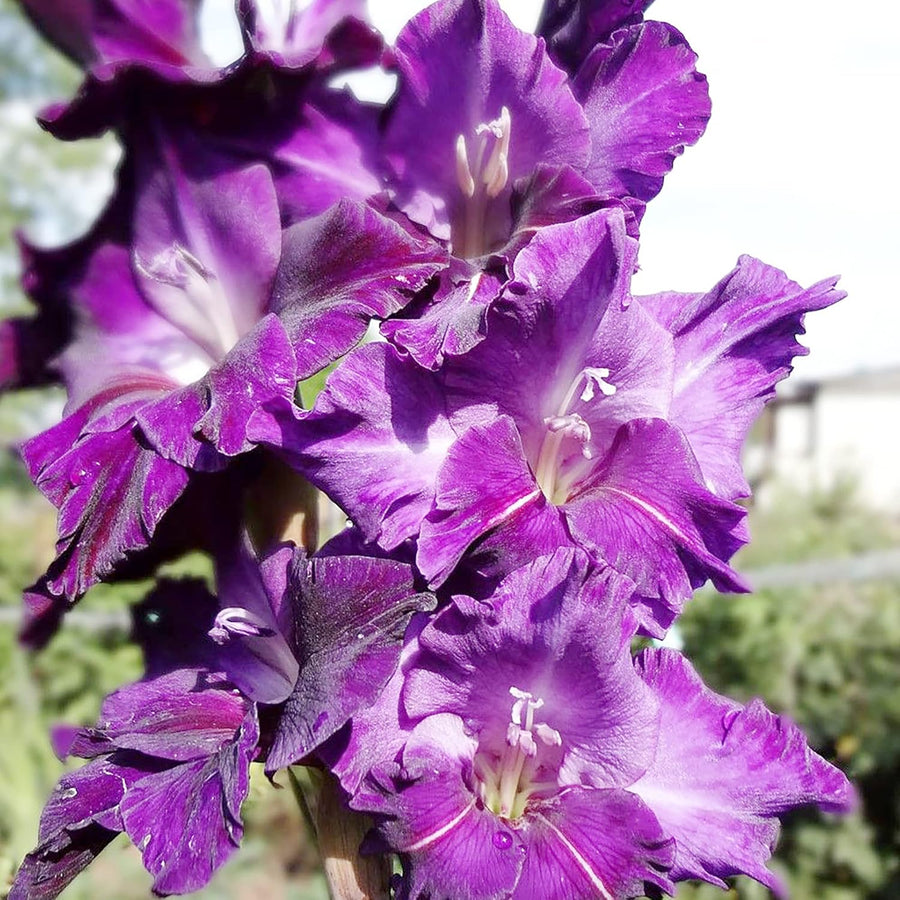 Purple Gladiolus Seeds