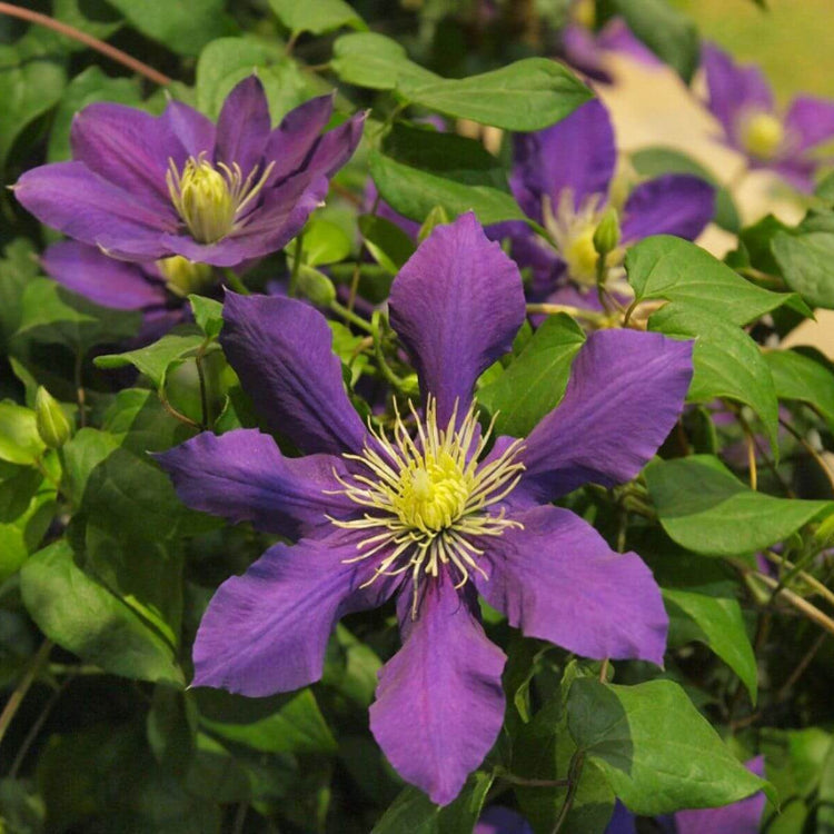 Purple Green Clematis Seeds