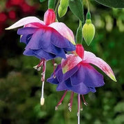 Purple Green Fuchsia Seeds - Flower Plant