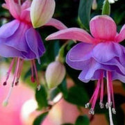Purple Green Fuchsia Seeds - Flower Plant