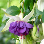 Purple Green Fuchsia Seeds - Flower Plant