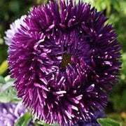 Purple Green Greenovia Seeds