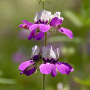 Wildflower Purple Heterophylla Seeds