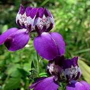 Wildflower Purple Heterophylla Seeds