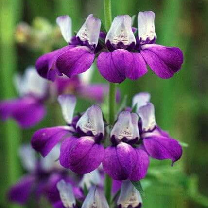 Wildflower Purple Heterophylla Seeds