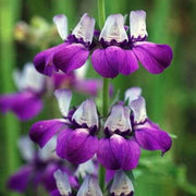 Wildflower Purple Heterophylla Seeds