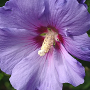 Purple Hibiscus Seeds