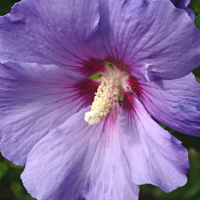 Purple Hibiscus Seeds