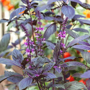 Holy Basil Purple Krishna Tulsi Seeds, Herbal