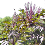 Holy Basil Purple Krishna Tulsi Seeds, Herbal