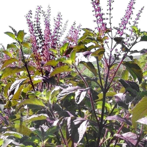 Holy Basil Purple Krishna Tulsi Seeds, Herbal