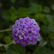 Purple Lantana Seeds