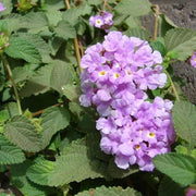 Purple Lantana Seeds - Flower Plant