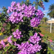 Purple Lantana Seeds