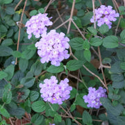 Purple Lantana Seeds