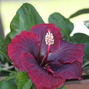 Purple Maroon Hibiscus Seeds