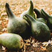 Tropical Seeds, Lagenaria siceraria