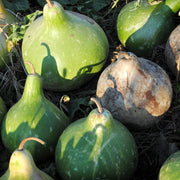Tropical Seeds, Lagenaria siceraria
