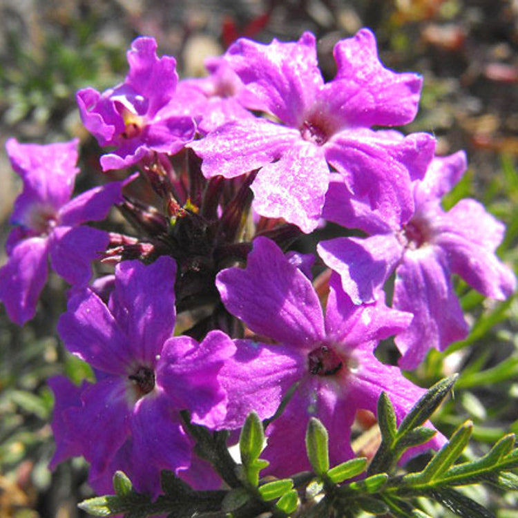 Purple Moss Verbena Seeds