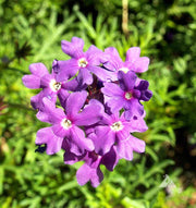Purple Moss Verbena Seeds