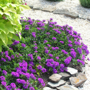 Purple Moss Verbena Seeds