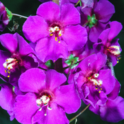Purple Mullein Seeds