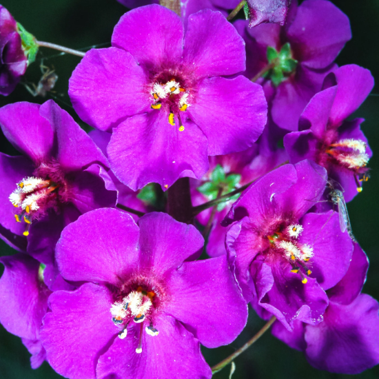 Purple Mullein Seeds