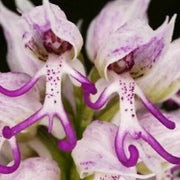 Purple Naked Man Orchid Seeds