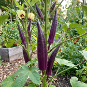 Okra Seeds – Abelmoschus esculentus