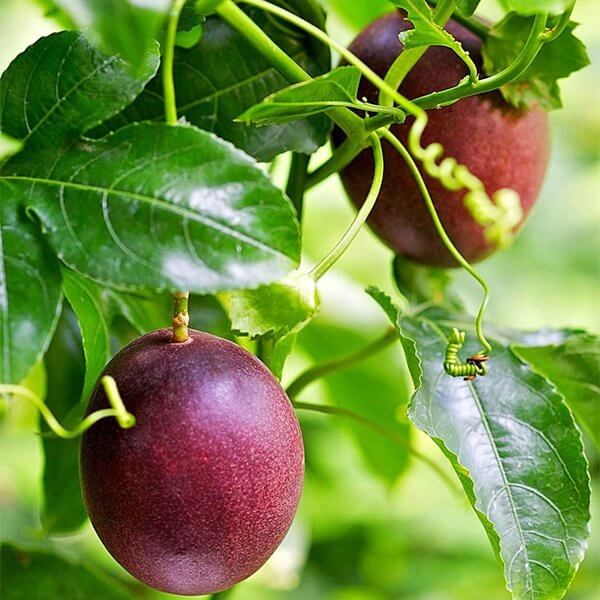 Purple Passion Fruit Seeds - Fruit Plant