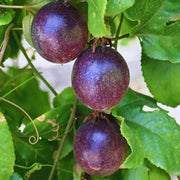 Purple Passion Fruit Seeds - Fruit Plant