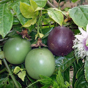 Purple Passion Fruit Seeds - Fruit Plant