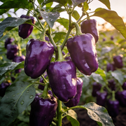 Pepper Seeds – Capsicum annuum