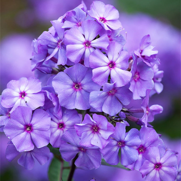 Purple Phlox Seeds