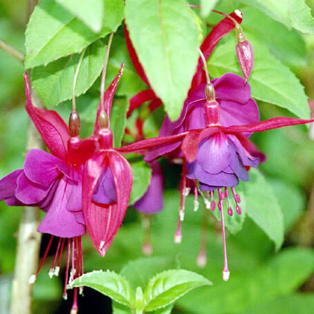 Purple Pink Double Petal Fuchsia Seeds - Flower Plant