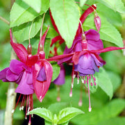 Purple Pink Double Petal Fuchsia Seeds - Flower Plant