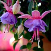 Purple Pink Double Petal Fuchsia Seeds - Flower Plant