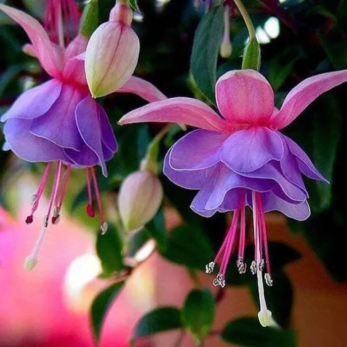 Purple Pink Double Petal Fuchsia Seeds - Flower Plant