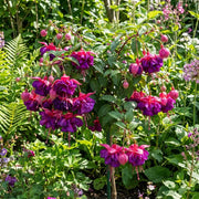 Purple Pink Double Petal Fuchsia Seeds - Flower Plant