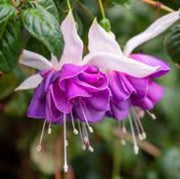 Purple Pink Double Petal Fuchsia Seeds - Flower Plant