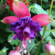Purple Pink Double Petal Fuchsia Seeds - Flower Plant