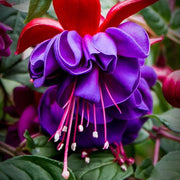 Purple Pink Fuchsia Seeds - Flower Plant